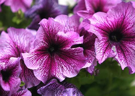 How To Grow And Care For Petunias