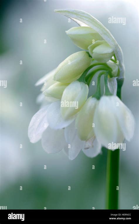 Allium Paradoxum V Normale Stock Photo Alamy