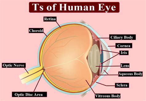 Compare A Human Eye With A Photographic Camera Class 12 Biology Cbse