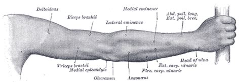Surface Anatomy Of The Upper Extremity Human Anatomy