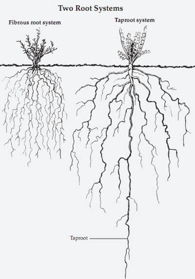 Plant Life Roots