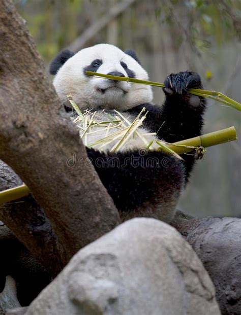 Chinese Panda Bear Eating Bamboo China Stock Image Image Of Mammals