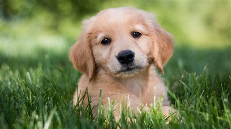 33 Golden Retriever Images Free Download Photo Codepromos