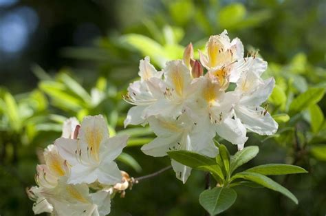Azalea Mollis Daviesii Deciduous Knaphill Rhododendron Garden Plants