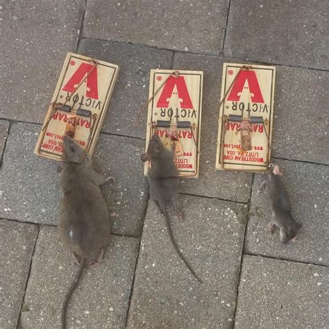 Us pest control service focus on delivering excellent customer service. Edgewater Wildlife Removal | Animal Control Services for ...