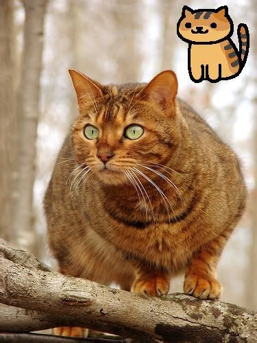 ️ Neko Atsume ️ Slytherinlynx Real Neko Atsume Cats I Know Tabby