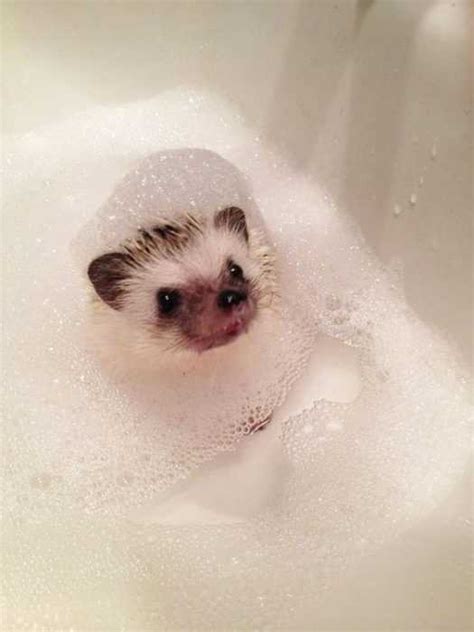 25 Funny And Adorable Hedgehog Pictures That Will Make You Want One