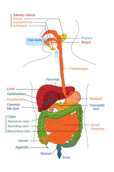 Human Digestive System — Science Learning Hub