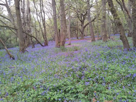 I Adore Spring Bulbs Both Banstead Woods And Happy Valley Have