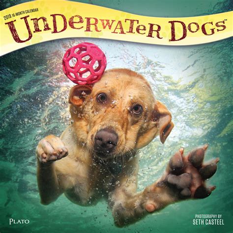 Underwater Dogs 2019 Square Wall Calendar Plato Calendars