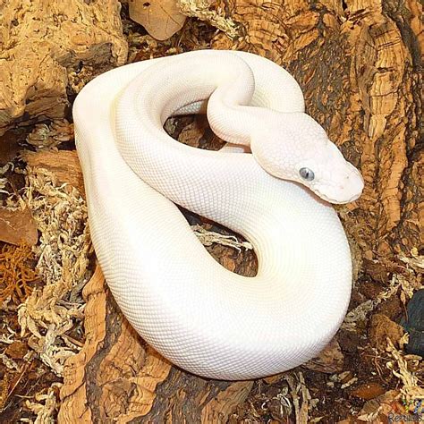 Blue Eyed Leucistic Ball Python For Sale Home Of Reptiles