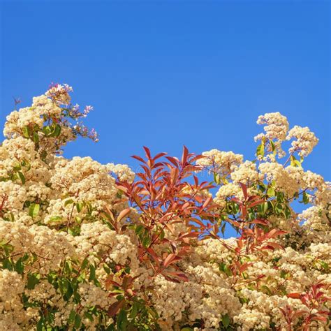 White Flowers Of Photinia Against Blue Sky On Sunny Spring Day