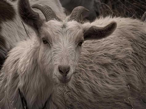 Goats Weed Control Santa Fe And Me Photos