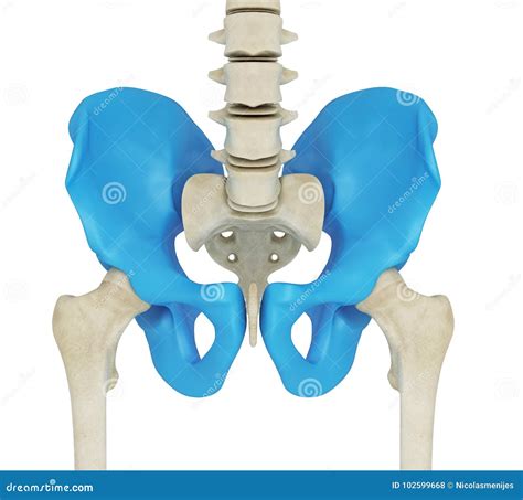 3d Illustration Of The Skeletal Hip Stock Illustration Illustration