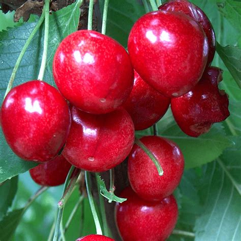 Prunus Avium Summer Sun Sweet Cherry Tree Free Delivery