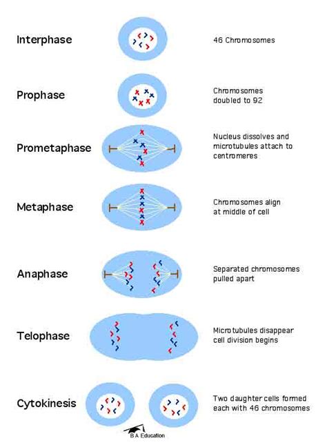 2n6 Mitosis Diagram