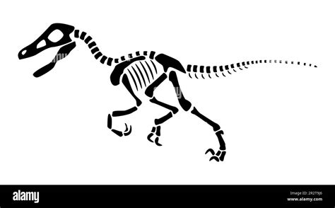 Velociraptor Skeleton Jurassic Park