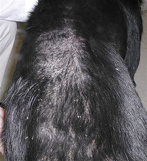 Flea Allergy Dermatitis In Dogs