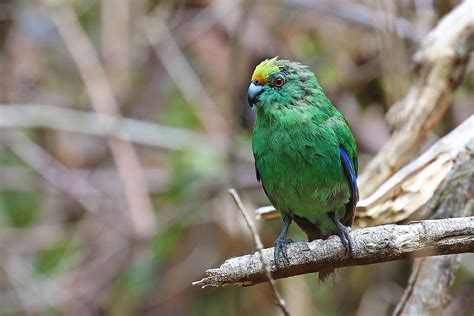 Rare Parrots Rebound In New Zealand And Australia Worldatlas