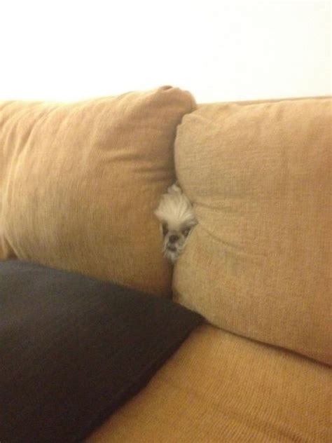 These Dogs Suck At Hide And Seek 38 Pics