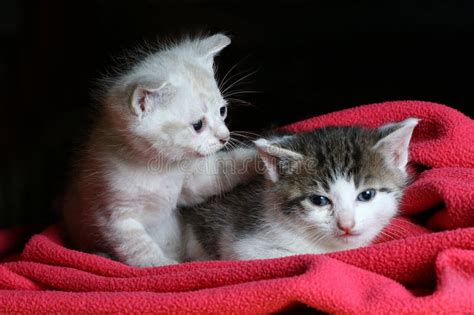 Best Friends Forever Kittens Stock Photo Image Of Cats Pink 54882824