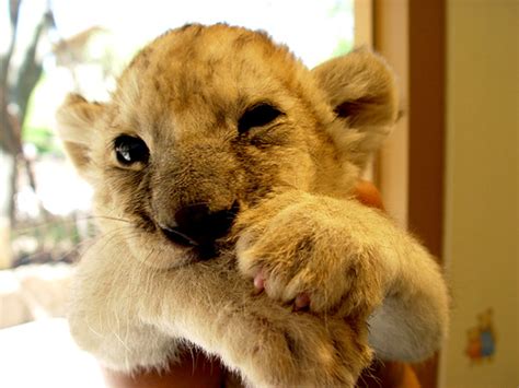 Fantastic Baby Lion Pictures