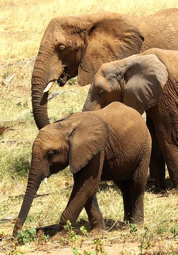 Three Elephants Sally Walton Flickr