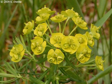 Euphorbia Esula Leafy Spurge Minnesota Wildflowers