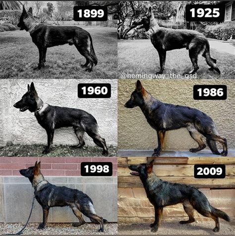 The Evolution Of The German Shepherd Rgsd