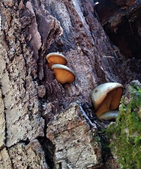 Late Fall Oyster Identification Foraging And Preparation Mushroom