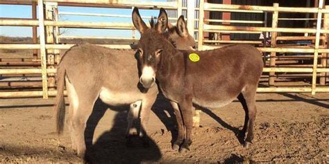 Donkey Saved From Slaughter Pipeline Gives Birth To A Baby The Dodo
