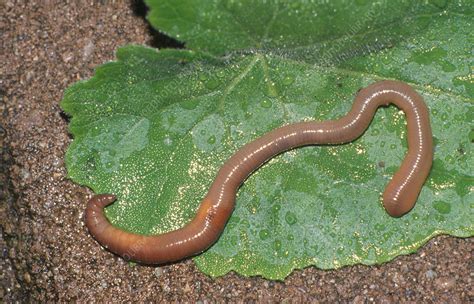 Earthworm Stock Image Z1950121 Science Photo Library