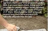 Using Newspaper To Prevent Weeds Pictures