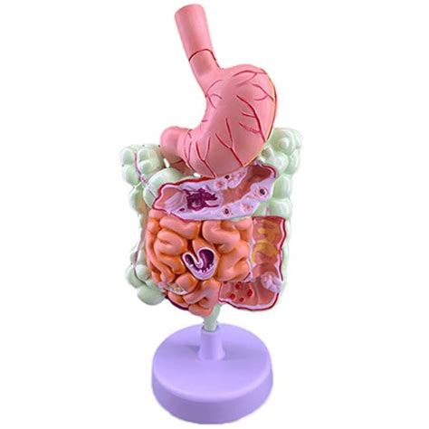 Buy Educational Model Human Digestive System Model Life Size Stomach Anatomical Anatomy Large