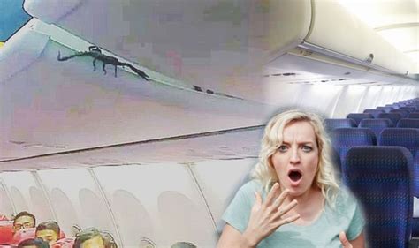 Flights Viral Photo Shows Scorpion On Board Aeroplane Travel News