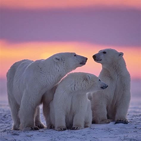 Polar Bears In The Arctic Polar Bear Nature Animals Bear