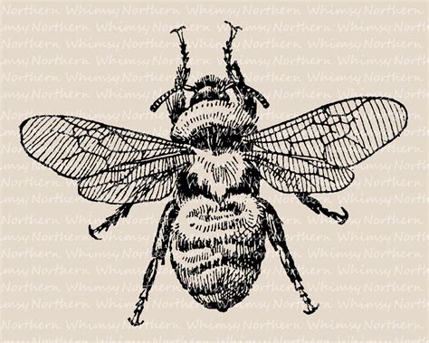 Bumblebee Clip Art Vintage Bee Illustration Antique Bee Etsy