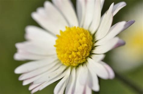 Free Picture White Flower Daisies Close Up Grassland Daisy Spring