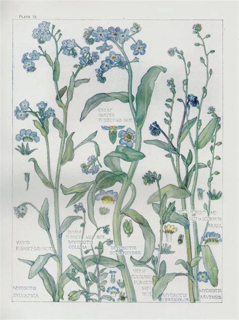 Forget Me Not Wild Flower Botanical Print By Isabel Adams Antique