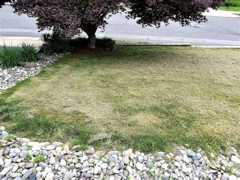Lawn treatment costs will vary between the neighbors, and the many services that a lawn care company will offer their clients, and so your cost will most likely vary from your friends costs. I Need My Lawn Cut | MyCoffeepot.Org