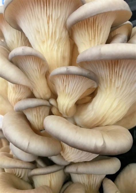 Oyster Mushroom Varieties - Insta Mushrooms