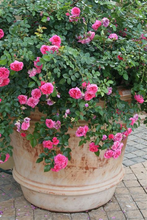 Growing Roses In Containers Sa Garden And Home