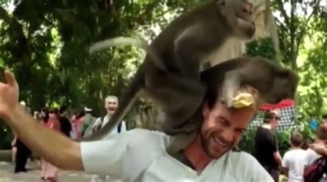 Monkeys Have Sex On Mans Head While Hes Feeding Them Metro News