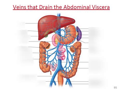 Veins That Drain The Abdominal Viscera Part 2 Diagram Quizlet