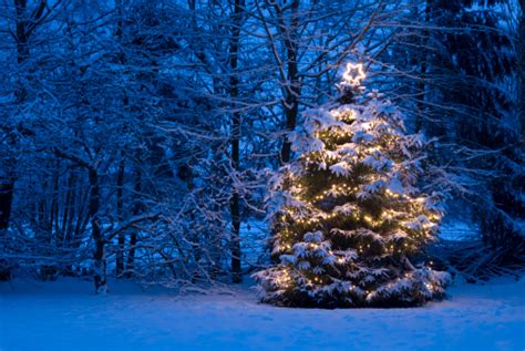 Weihnachtsbaum Mit Lichter In Den Schnee Stockfoto Und Mehr Bilder Von