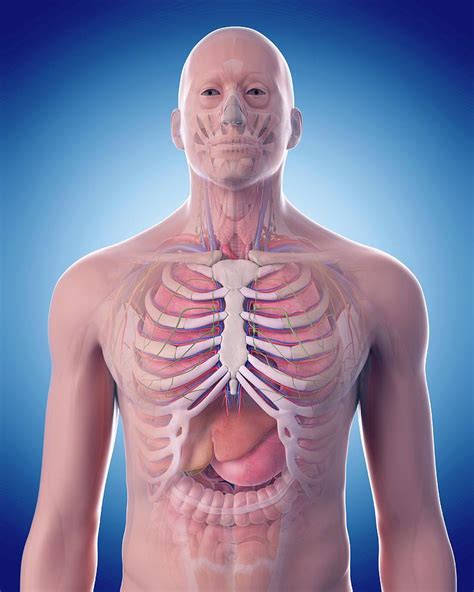 Human Thorax Anatomy Photograph By Sebastian Kaulitzkiscience Photo