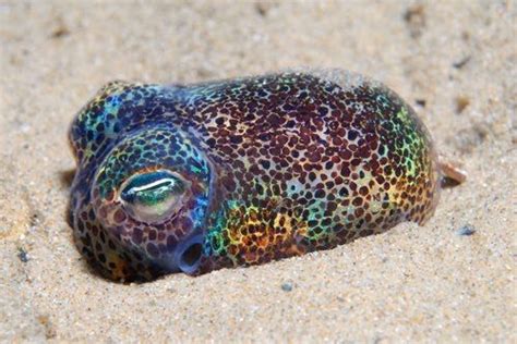 Hawaiian Bobtail Squid Creatures Pinterest Swim And Videos