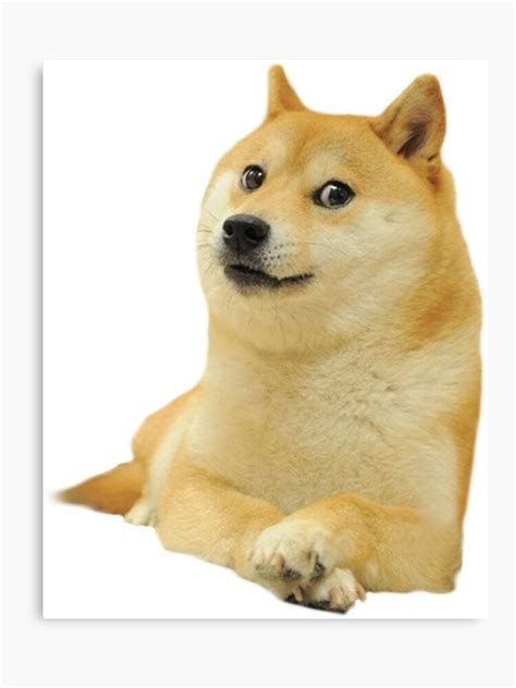 Dogecoin is an alternative cryptocurrency (altcoin) that uses the iconic shibu inu dog from the doge meme as a mascot. Doge - Best Cat Wallpaper