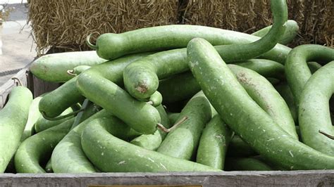 Snake Gourd Seeds Gourds For Birds