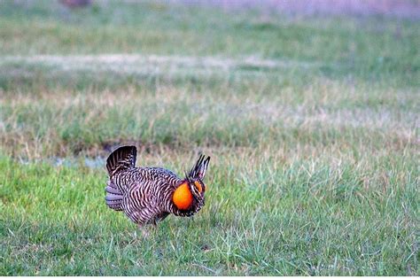 Have You Seen The ‘prairie Chicken In Iowa